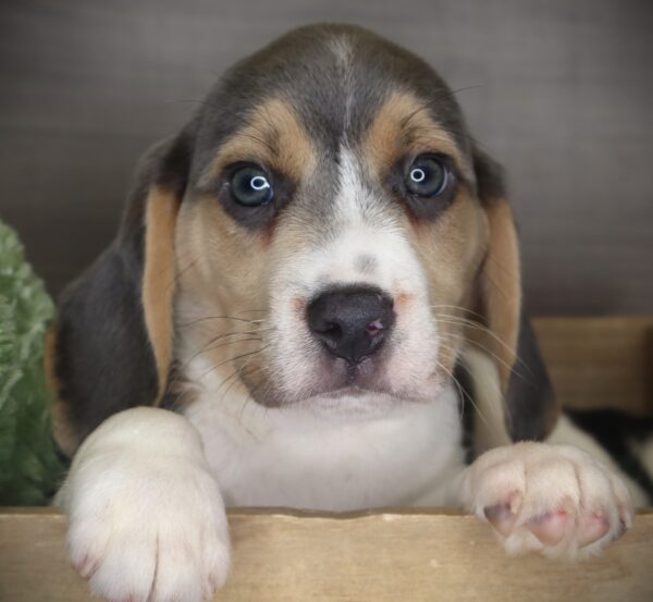 [#26479-02]  - Silver M Beagle Puppies For Sale