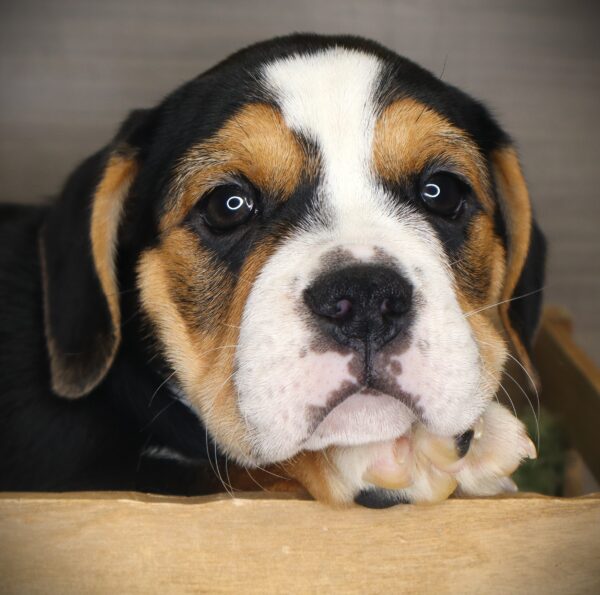 [#26461-08]  - Black F Beabull 2nd Gen Puppies For Sale