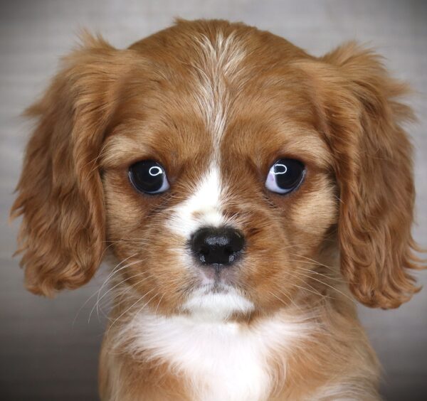 [#26508-04]  - Ruby F Cavalier King Charles Spaniel Puppies For Sale
