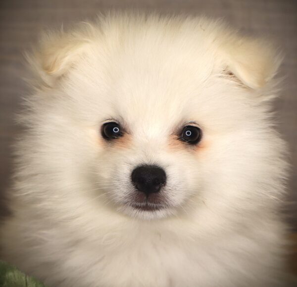 [#26545-01]  - White M American Eskimo Dog Puppies For Sale