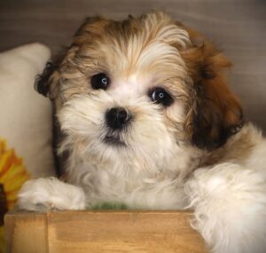 Teddy Bear (M) 21194