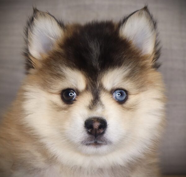 [#26424-04]  - Sable / White F Pomsky Puppies For Sale