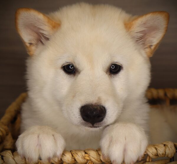 [#26572-02] Fergus - Cream M Shiba Inu Puppies For Sale