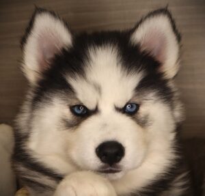 Siberian Husky (F) 21207
