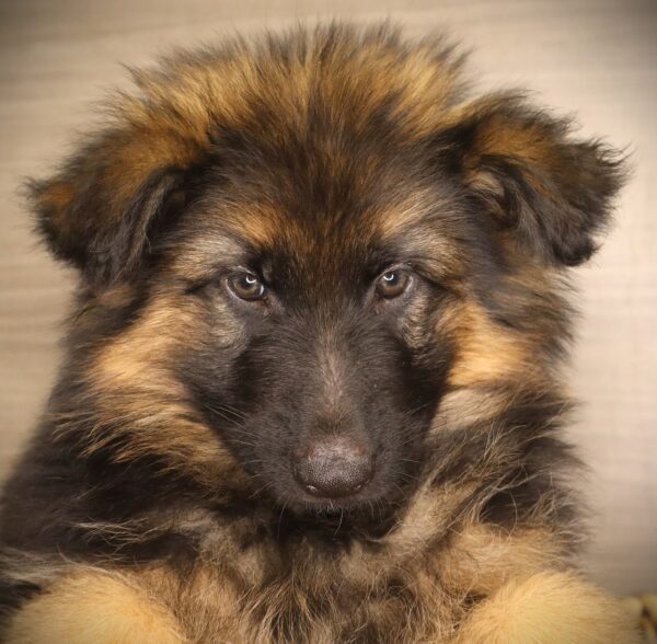 [#26408-05] Violeta - Black / Tan F German Shepherd Dog Puppies For Sale