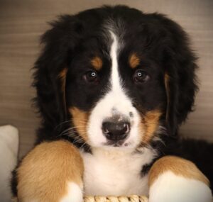 Petland Iowa City, Iowa Bernese Mountain Dog puppy available