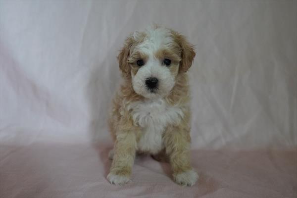 [#26907-01] Arfer - Red M Bichapoo Puppies For Sale