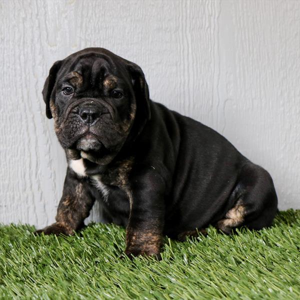[#26812-03] Pawtrick - Black F Bulldog Puppies For Sale