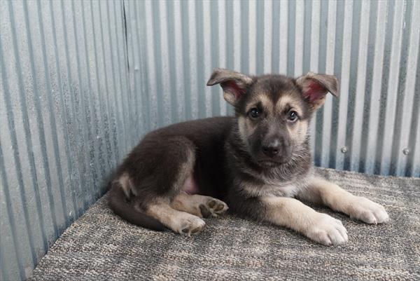 [#26939-01] Buc-ee - Black / Tan M German Shepherd Dog Puppies For Sale