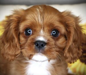 Petland Iowa City, Iowa Cavalier King Charles Spaniel puppy available