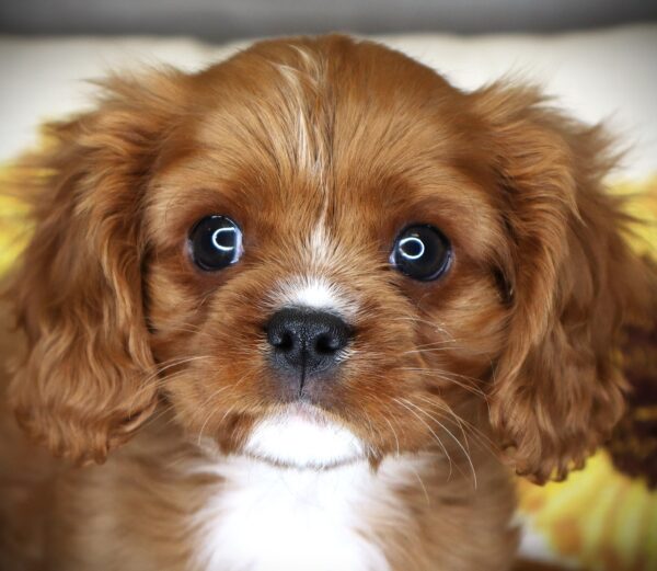 [#26917-02] Indiana Bones - Ruby M Cavalier King Charles Spaniel Puppies For Sale