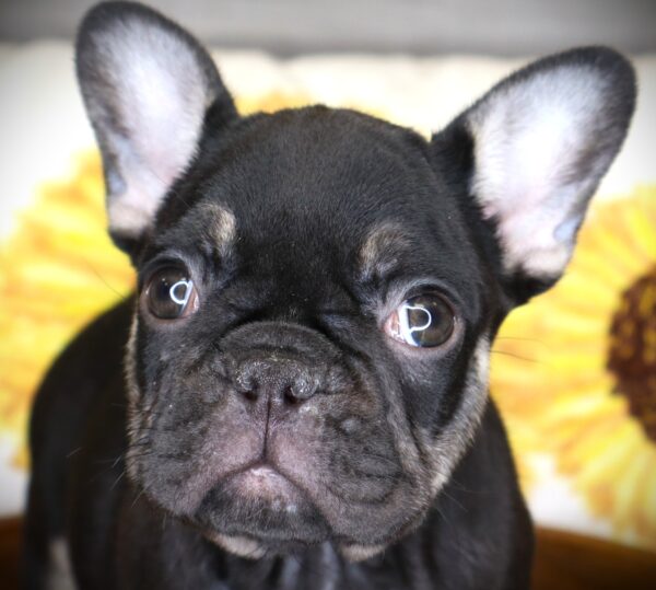 [#26773-06] Pawdrey - Chocolate / Tan F French Bulldog Puppies For Sale