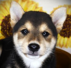 Petland Iowa City, Iowa Shiba Inu puppy available