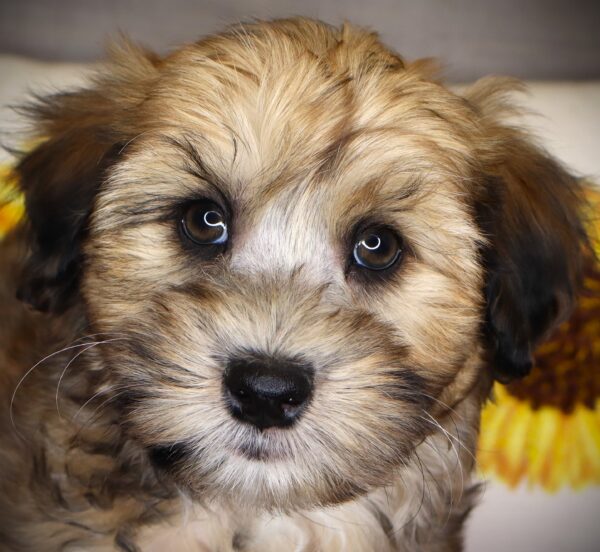 [#26855-06] Lady PawPaw - Merle F Whoodle Mini Puppies For Sale