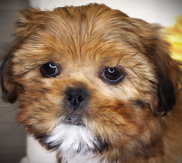 [#26733-01] Chewbarka - Brown M Shih Tzu Puppies For Sale