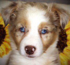 Petland Iowa City, Iowa Australian Shepherd puppy available