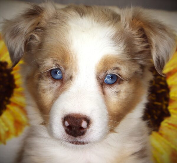 [#26877-06] Mary Puppins - Red Merle F Australian Shepherd Puppies For Sale