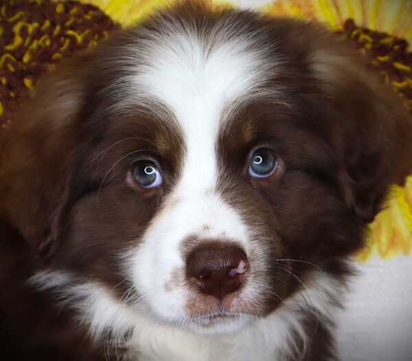 [#26707-03] Bark Twain - Red M Miniature Australian Shepherd Puppies For Sale