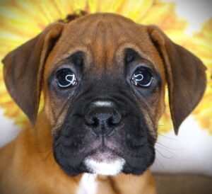 Petland Iowa City, Iowa Boxer puppy available
