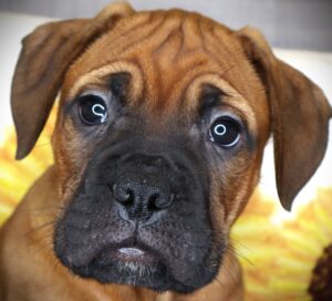 Petland Iowa City, Iowa Bullmastiff puppy available