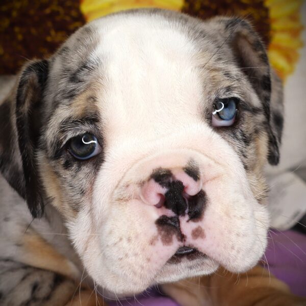 [#26769-01] Rufferto - Blue Merle / White M Beabull 2nd Gen Puppies For Sale