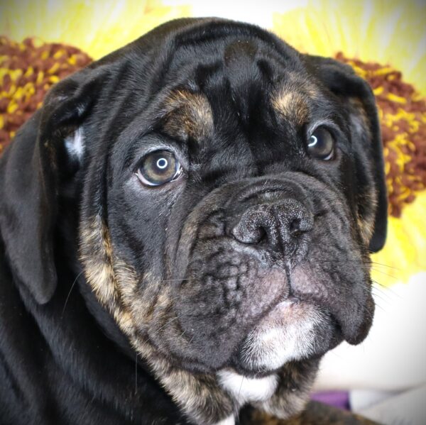 [#26812-03] Pawtrick - Black F Bulldog Puppies For Sale