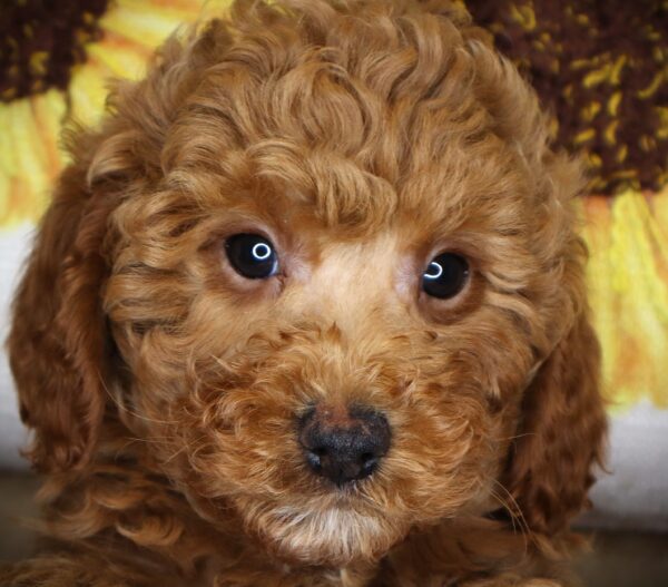 [#26813-06] Barkbara - Apricot F Cavapoo F2 Puppies For Sale