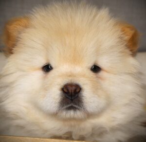 Petland Iowa City, Iowa Chow Chow puppy available