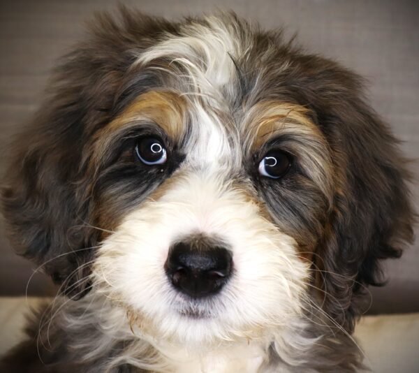 [#26785-03] Barktholomew - Merle M Bernedoodle Puppies For Sale