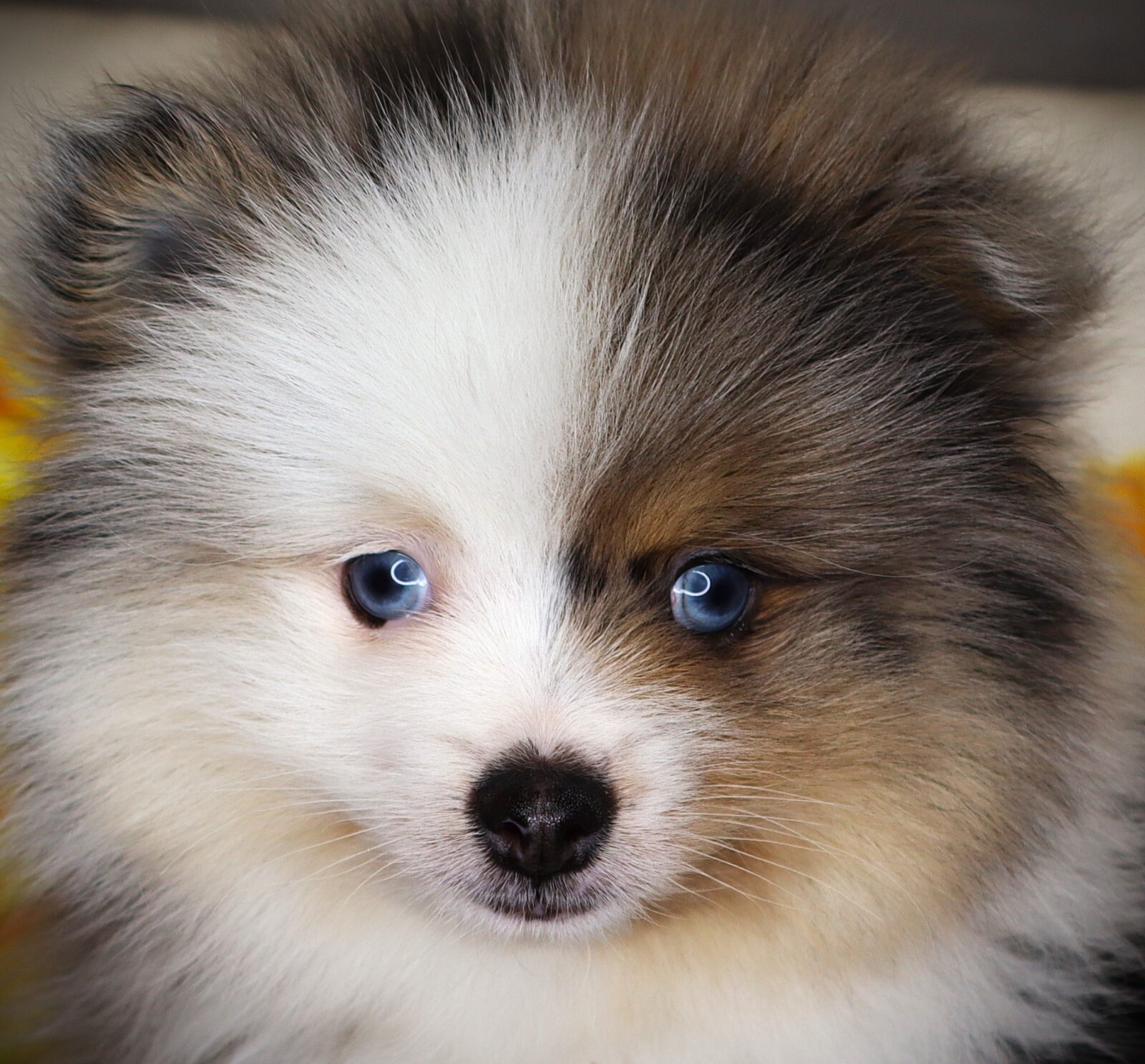 Pomeranian in Des Moines, IA