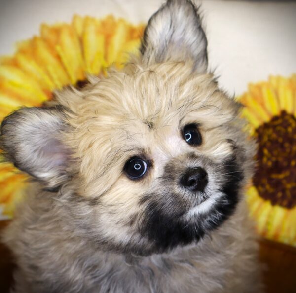 [#261242-02] Sniffany - Light Brown F Bichon/Pomeranian Puppies For Sale