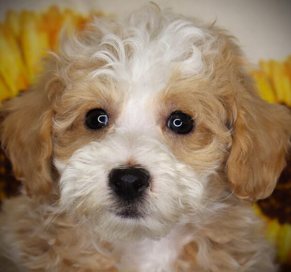[#26907-01] Arfer - Red M Bichapoo Puppies For Sale