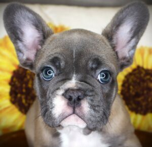 Petland Iowa City, Iowa French Bulldog puppy available