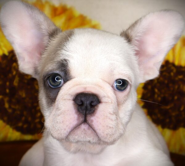 [#269-01] Murphy - White / Blue M French Bulldog Puppies For Sale