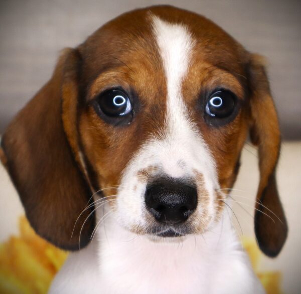 [#268-03] Amoco - White / Red F Dachshund Puppies For Sale