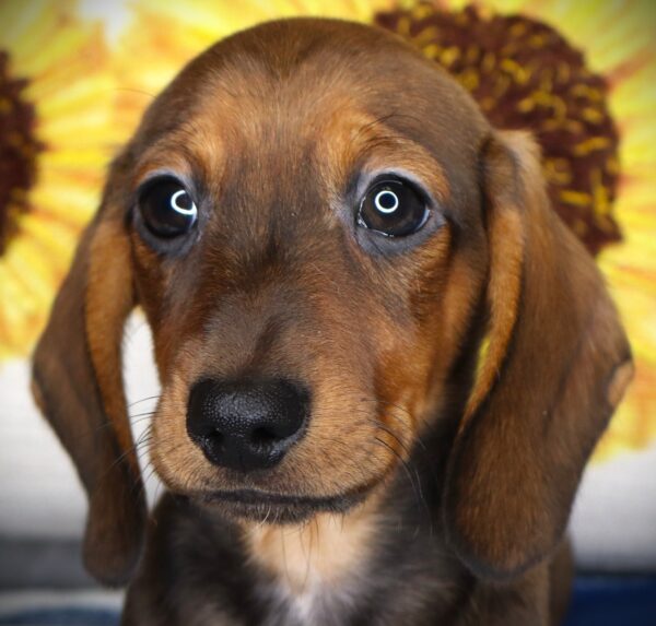 [#268-01] Texeco - Red Sable M Dachshund Puppies For Sale