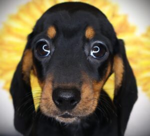 Petland Iowa City, Iowa Dachshund puppy available