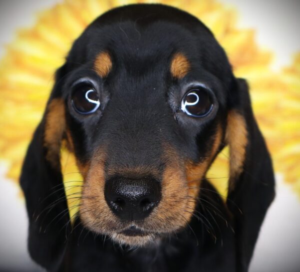 [#268-04] Roady - Black / Tan F Dachshund Puppies For Sale