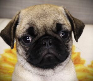 Petland Iowa City, Iowa Pug puppy available