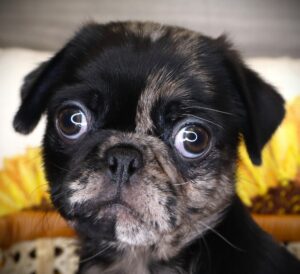 Petland Iowa City, Iowa Pug puppy available