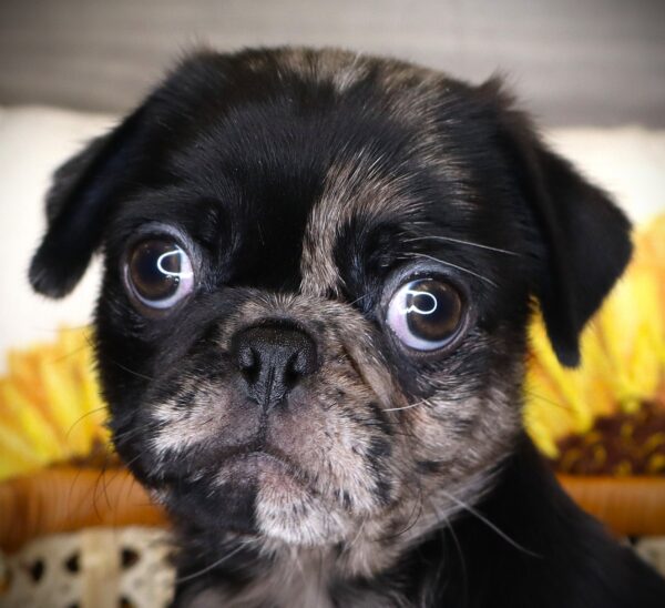 [#26960-01] Wawa - Merle M Pug Puppies For Sale