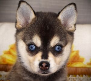 Petland Iowa City, Iowa Alaskan Klee Kai puppy available