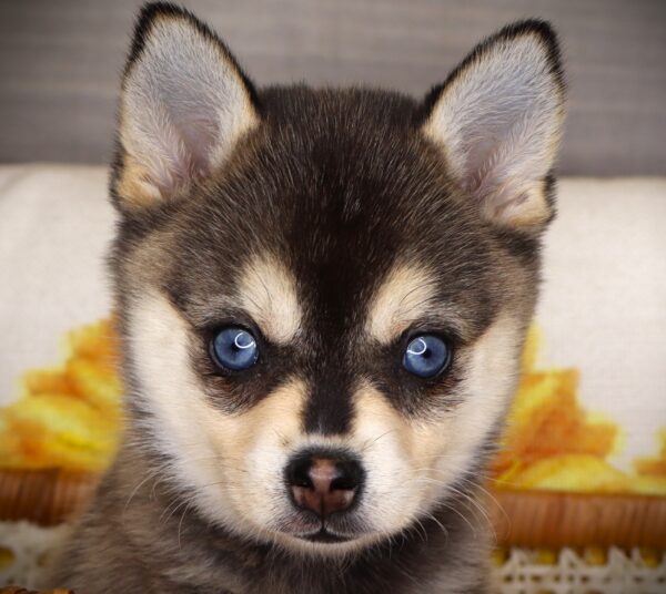 [#261015-03] Sheetz - Black / White F Alaskan Klee Kai Puppies For Sale