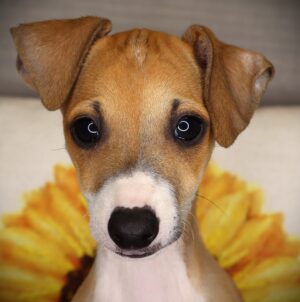 Petland Iowa City, Iowa Italian Greyhound puppy available