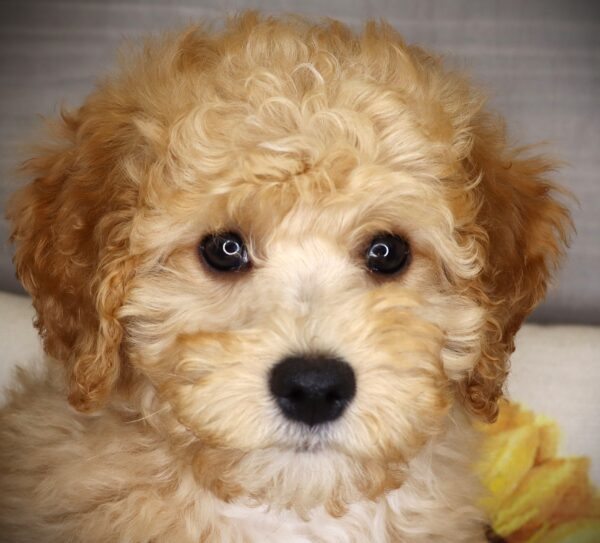 [#26714-02] Sinclair - Cream M Poodle Puppies For Sale