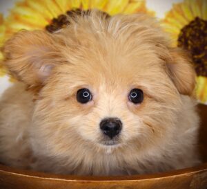 Petland Iowa City, Iowa Pomapoo puppy available