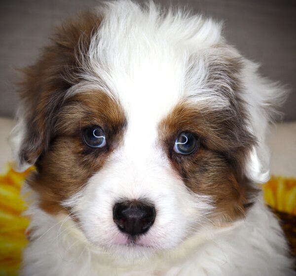 [#26815-04] Huck - Blue Merle M Aussiedoodle Mini Puppies For Sale