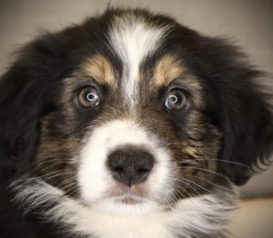 Petland Iowa City, Iowa Australian Shepherd puppy available