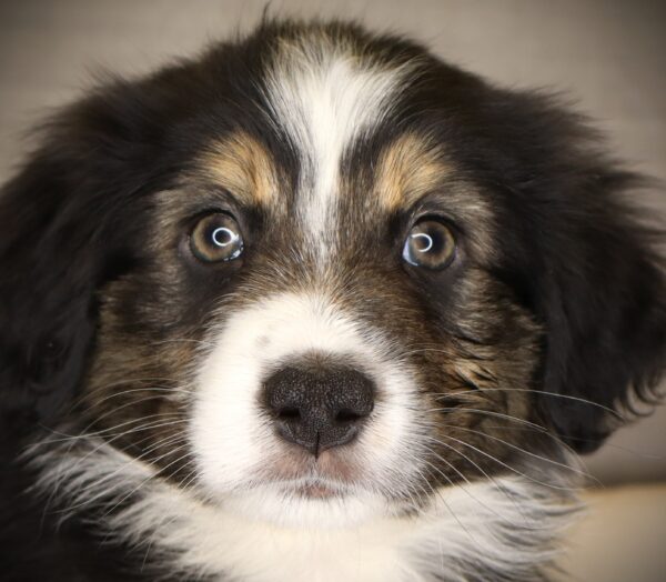 [#26950-06] BP - Black M Australian Shepherd Puppies For Sale