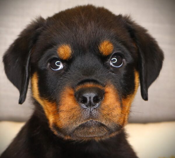 [#26927-05] QT - Black / Tan F Rottweiler Puppies For Sale
